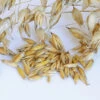 Oats (Common) -Johnnyseeds Sales Shop 02509g 01 commonoats