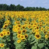 Royal Hybrid® 1121 Sunflower 1 Royal Hybrid® 1121 Sunflower -Johnnyseeds Sales Shop 02603 01 royal hybrid sunflower