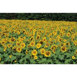 Royal Hybrid® 1121 Sunflower -Johnnyseeds Sales Shop 02603 02 royalhybrid1121sunflower