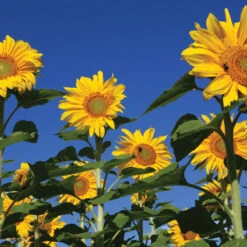 Royal Hybrid® 1121 Sunflower -Johnnyseeds Sales Shop 02603 03 royalhybrid1121sunflower
