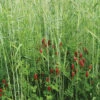 Fall Green Manure Mix -Johnnyseeds Sales Shop 02613 01 fall green manure