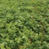 Oilseed Radish