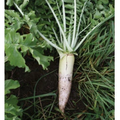 Oilseed Radish -Johnnyseeds Sales Shop 02906 03 oilseedradish