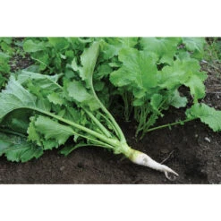 Oilseed Radish -Johnnyseeds Sales Shop 02906 04 oilseedradish
