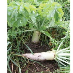 Oilseed Radish -Johnnyseeds Sales Shop 02906 05 oilseedradish