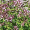 Wild Marjoram -Johnnyseeds Sales Shop 02923g 01 wildmarjoram