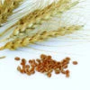 Spring Wheat (Glenn) -Johnnyseeds Sales Shop 0292g 01 glennspringwheat