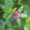 Medium Red Clover 1 Medium Red Clover -Johnnyseeds Sales Shop 03192g 01 med redclover