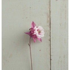 Pink Petticoat -Johnnyseeds Sales Shop 03296 02 pink petticoat