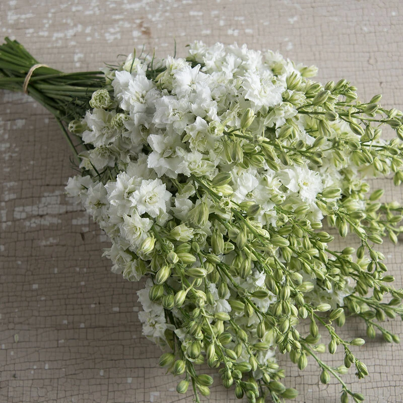 QIS™ White 3 QIS™ White