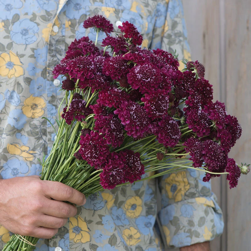 Merlot Red 3 Merlot Red