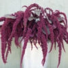 Hopi Red Dye 2 Hopi Red Dye -Johnnyseeds Sales Shop 03393g 01 hopi red dye