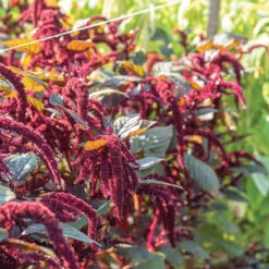 Hopi Red Dye -Johnnyseeds Sales Shop 03393g 02 hopi red dye