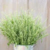 Persian Cress -Johnnyseeds Sales Shop 03399g 01 persian cress
