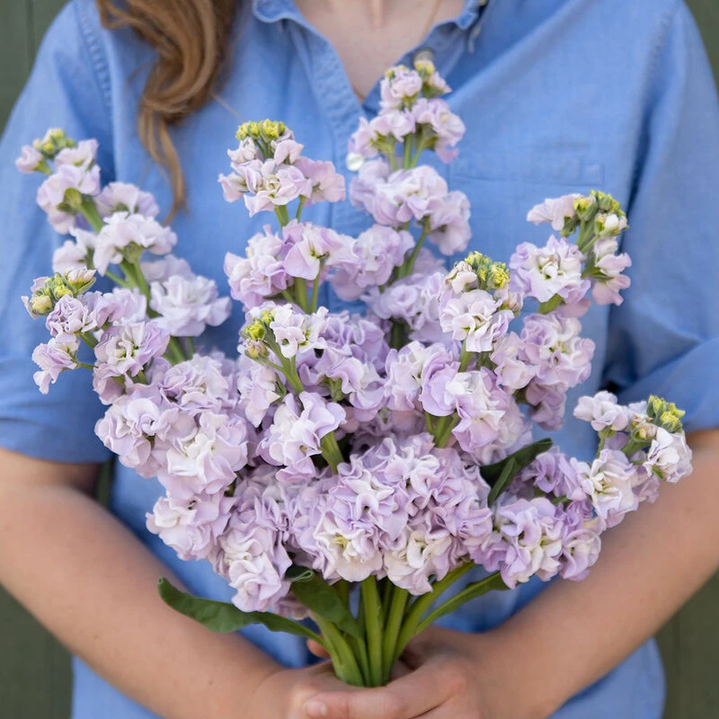 Iron Marine 3 Iron Marine