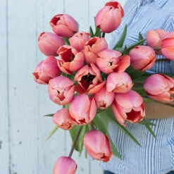 Apricot Impression -Johnnyseeds Sales Shop 03471 03 apricot impression