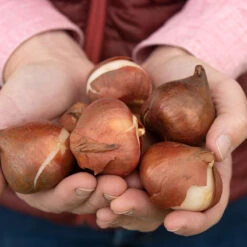 Apricot Impression -Johnnyseeds Sales Shop 03471 04 apricot impression