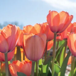 Apricot Impression -Johnnyseeds Sales Shop 03471 05 apricot impression