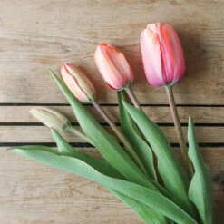 Apricot Impression -Johnnyseeds Sales Shop 03471 06 apricot impression