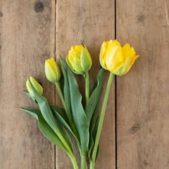 Marie Jo -Johnnyseeds Sales Shop 03476 03 marie jo