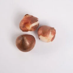 Negrita Double -Johnnyseeds Sales Shop 03481 03 negrita double