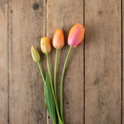 Dordogne -Johnnyseeds Sales Shop 03482 05 dordonge