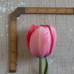 Design Impression -Johnnyseeds Sales Shop 03491 03 design impression