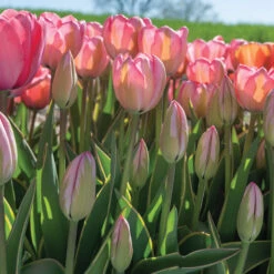 Design Impression -Johnnyseeds Sales Shop 03491 06 design impression