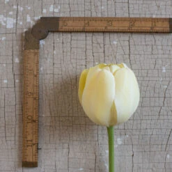 Ivory Floradale 9 Ivory Floradale -Johnnyseeds Sales Shop 03492 03 ivory floridale