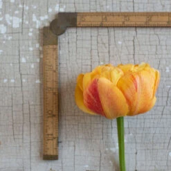 Sunlover -Johnnyseeds Sales Shop 03493 03 sunlover