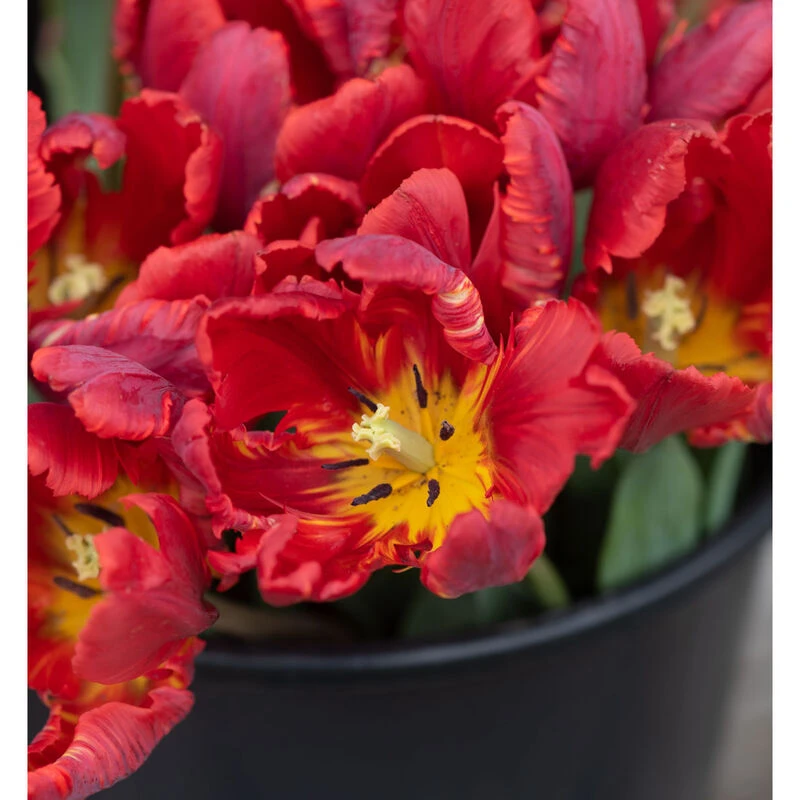 Rococo 4 Rococo - Image 2