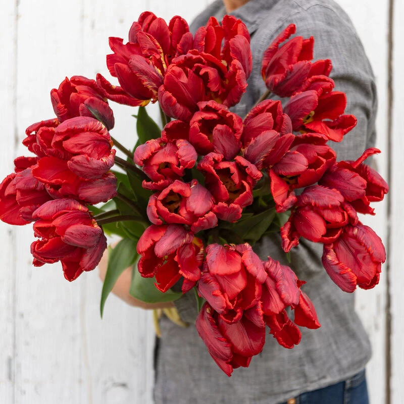 Rococo 6 Rococo - Image 4