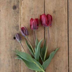 Rococo 10 Rococo -Johnnyseeds Sales Shop 03497 04 rococo