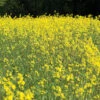 Yellow Mustard 1 Yellow Mustard -Johnnyseeds Sales Shop 03522 01 mustard