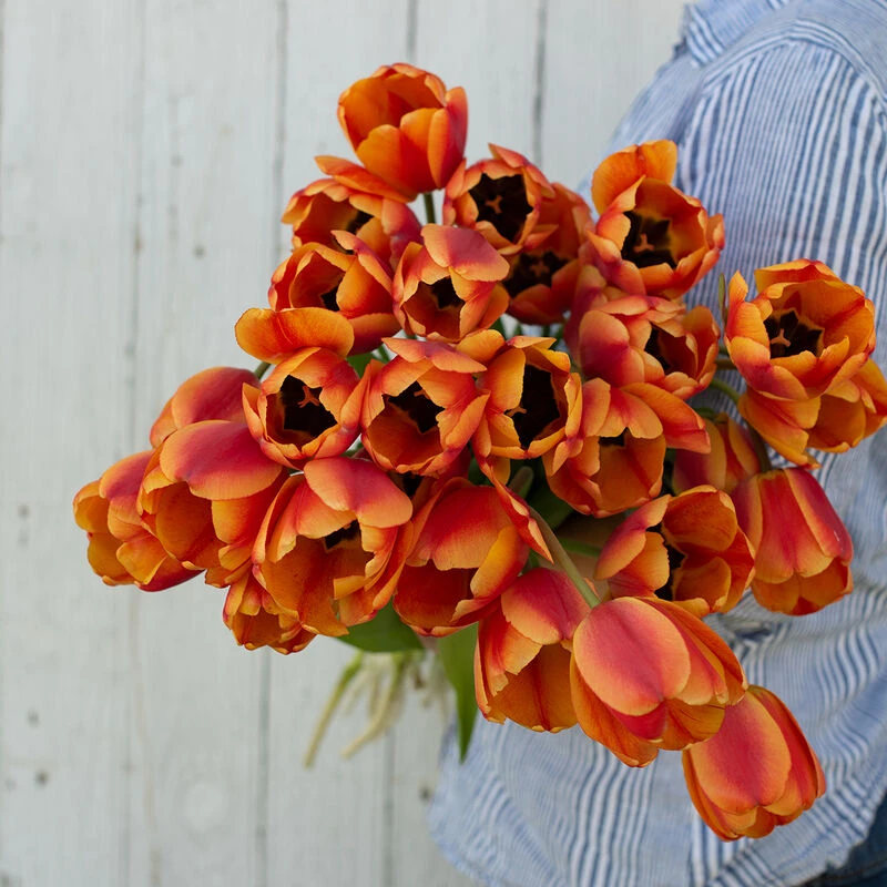 Apeldoorn's Elite 4 Apeldoorn's Elite - Image 2