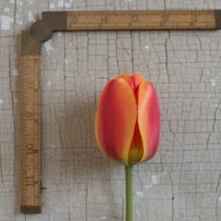 Apeldoorn's Elite 9 Apeldoorn's Elite -Johnnyseeds Sales Shop 03549 03 apeldorn elite