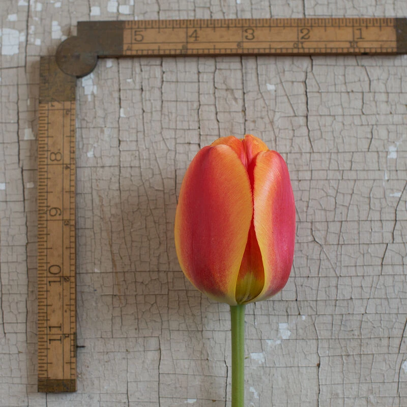 Apeldoorn's Elite 5 Apeldoorn's Elite - Image 3