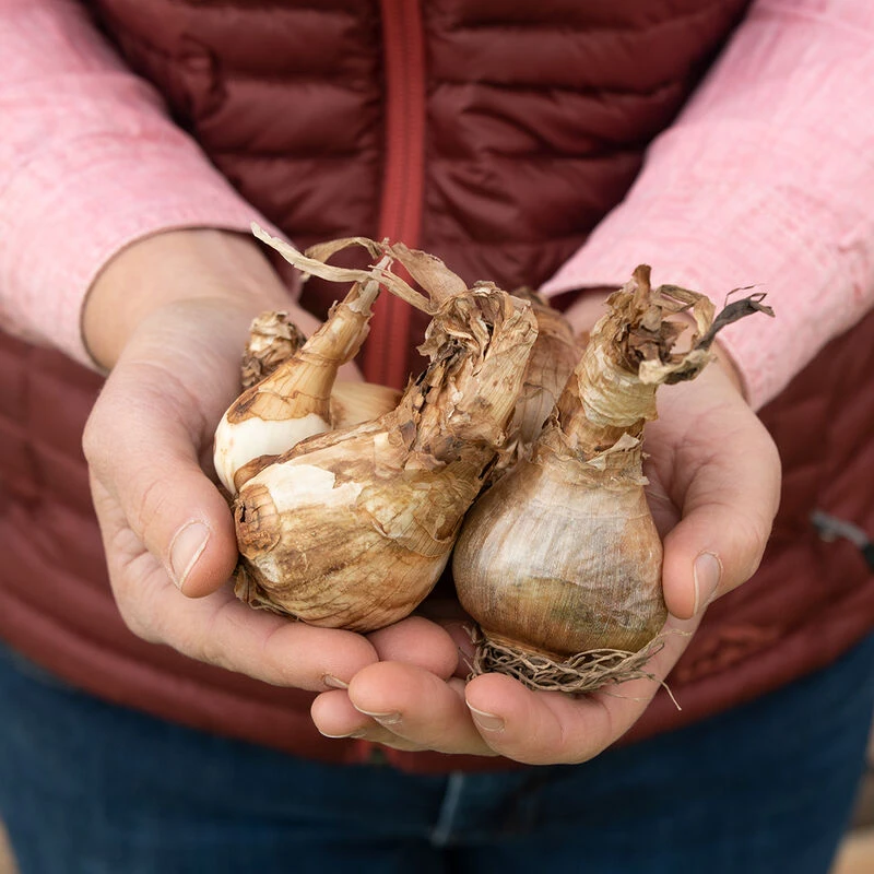 Cheerfulness 4 Cheerfulness - Image 2