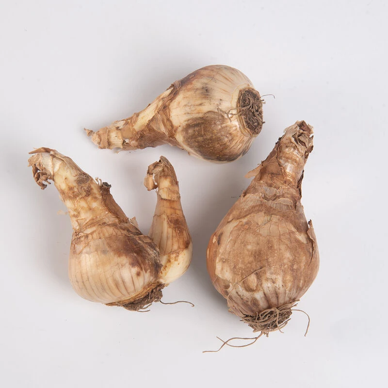 Cheerfulness 5 Cheerfulness - Image 3