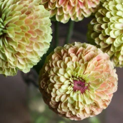 Queeny Lime With Blush 8 Queeny Lime With Blush -Johnnyseeds Sales Shop 03700 03 queenlime blush