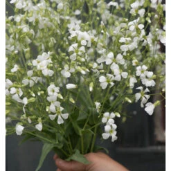 White Beauty 9 White Beauty -Johnnyseeds Sales Shop 03704 04 white beauty