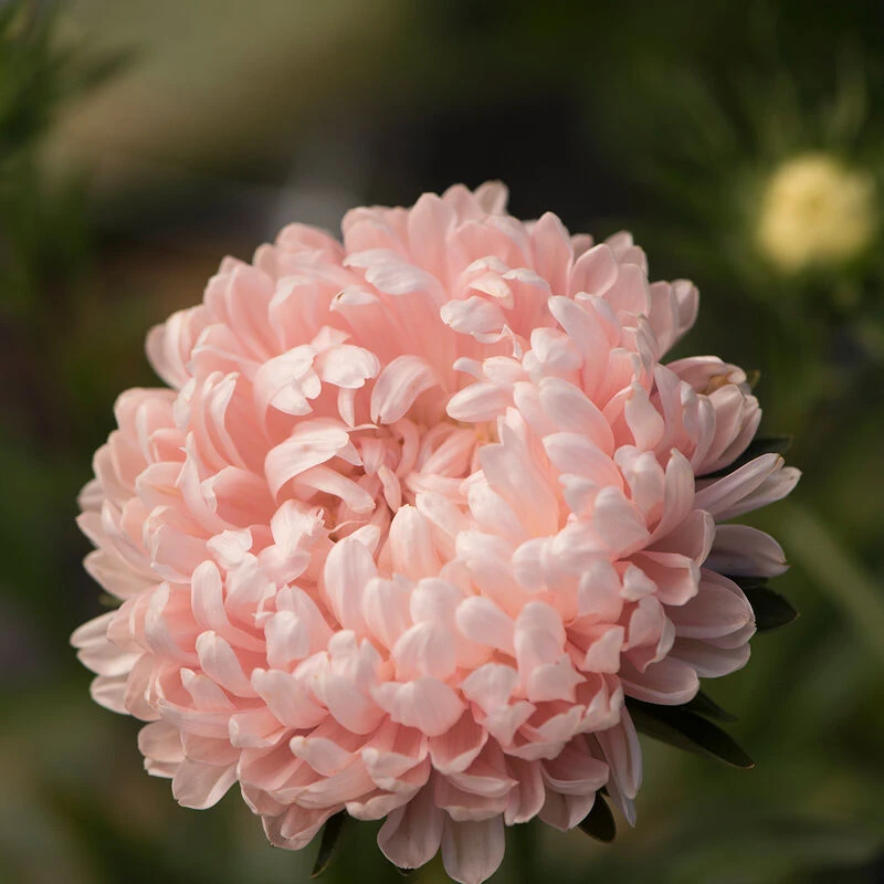 Tower Chamois 4 Tower Chamois - Image 2