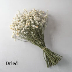 Winged Everlasting 7 Winged Everlasting -Johnnyseeds Sales Shop 03800 03 winged everlasting dried flower