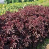 Mahogany Splendor -Johnnyseeds Sales Shop 04013 01 mahogony splender