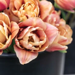 La Belle Epoque -Johnnyseeds Sales Shop 04057 02 labelleepoque