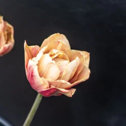 La Belle Epoque -Johnnyseeds Sales Shop 04057 03 labelleepoque