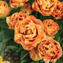 Sensual Touch -Johnnyseeds Sales Shop 04058 03 sensual touch