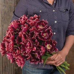 Dream Touch -Johnnyseeds Sales Shop 04060 03 dream touch