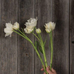 Mondial -Johnnyseeds Sales Shop 04063 03 mondial