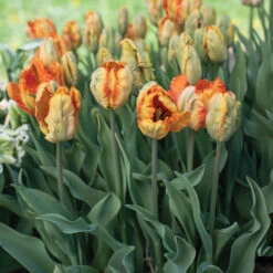 Parrot King -Johnnyseeds Sales Shop 04065 03 parrotking